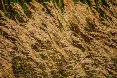 Close-up of plants growing on field