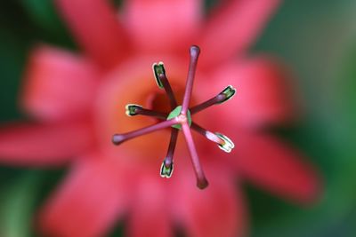 Close-up of red flower