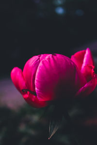 Close-up of pink tulip blooming outdoors