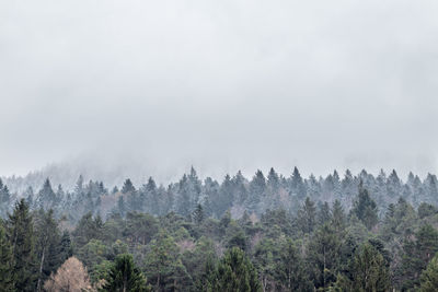 Trees in forest against sky