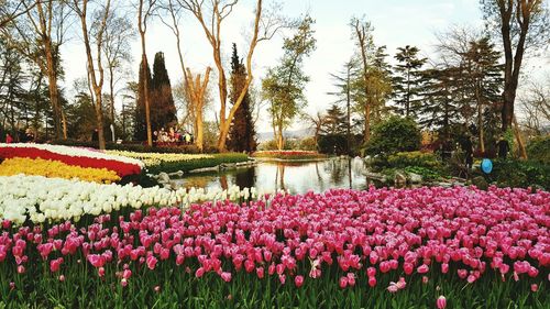 View of flowering plants in park