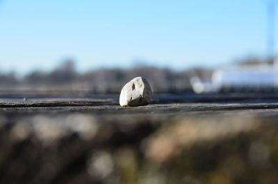 Close-up of shell on wood against sky