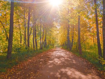 Road amidst trees in forest during autumn