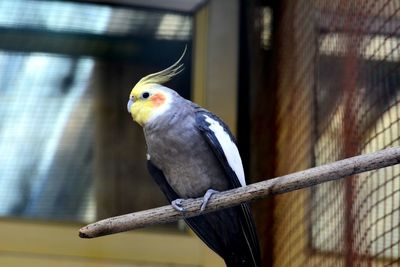 Close-up of bird perching outdoors