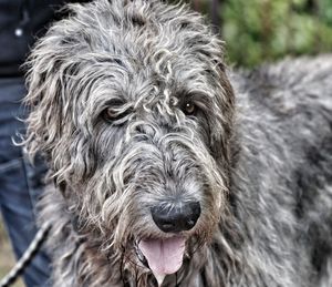 Close-up portrait of dog