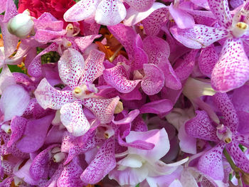 Macro shot of pink flower