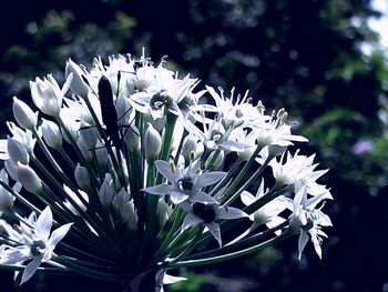 Close-up of white flowers blooming on tree