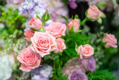 Close-up of pink roses