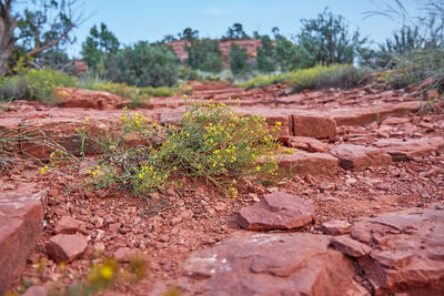 Close-up of plants growing on landscape against sky