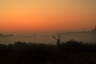 Silhouette plants on field against orange sky