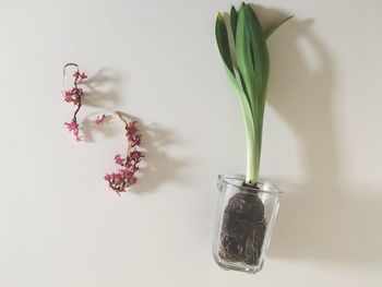 Close-up of flowers in vase