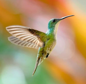 Close-up of bird flying