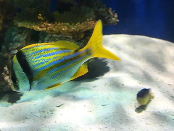 Close-up of fish swimming in aquarium