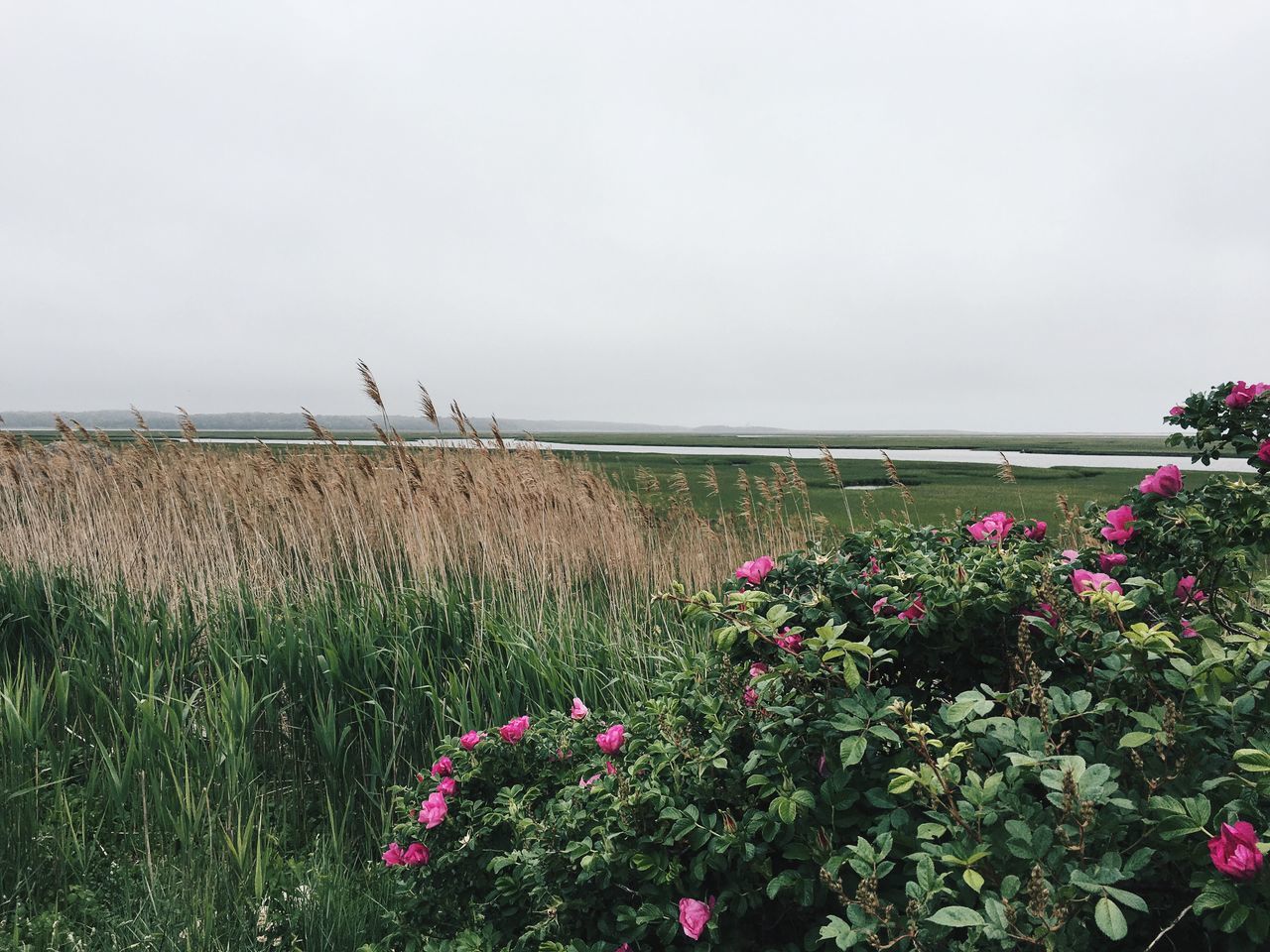 flower, growth, freshness, fragility, plant, beauty in nature, copy space, tranquility, nature, field, scenics, tranquil scene, in bloom, flowering, day, sky, red, blooming, poppy, wildflower, outdoors, pink color, petal, springtime, flowers, green color, growing, no people, flower head, botany