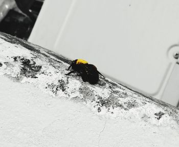 High angle view of bee