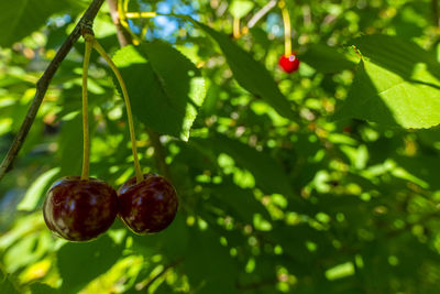 fruit