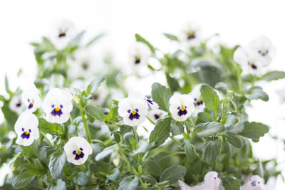 Close-up of white flowering plants