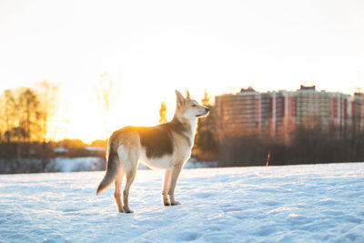 Dog standing on snow field against sky