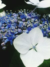 Close-up of purple flowers