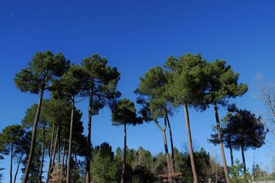 Low angle view of trees against clear blue sky