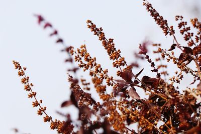 Low angle view of flowering plant against clear sky