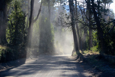 Empty road passing through forest