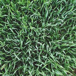 Full frame shot of plants growing on field