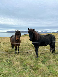 Horse grazing on field against sky