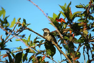 Low angle view of birds perching on branch