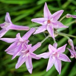 Close-up of purple flowers blooming outdoors