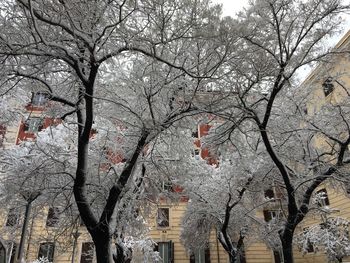 Low angle view of bare trees against sky