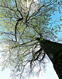 Low angle view of trees against sky