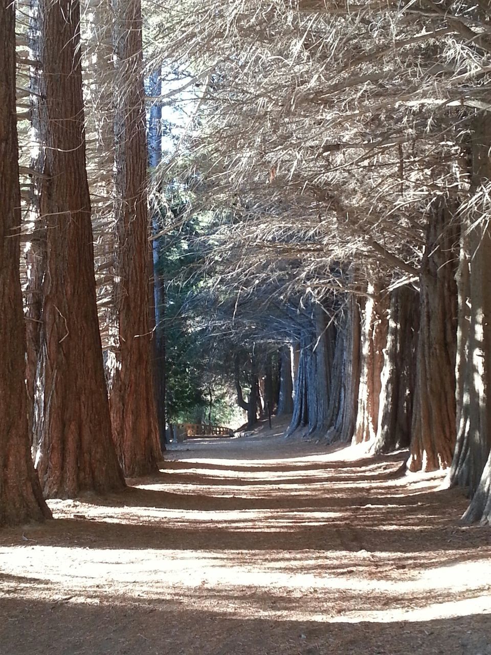 tree, the way forward, tree trunk, tranquility, tranquil scene, diminishing perspective, nature, road, vanishing point, forest, treelined, growth, transportation, beauty in nature, scenics, sunlight, footpath, dirt road, day, shadow