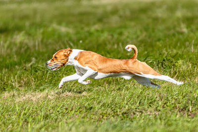 Basenji dog lure coursing competition on green field in summer