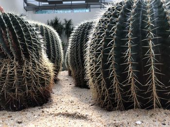 Close-up of cactus plants on field