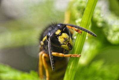 Close-up of bee on flower