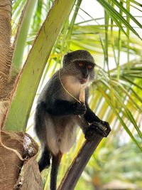 Portrait of monkey on tree