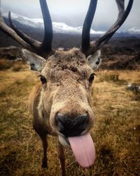 Portrait of deer sticking out tongue while standing on land
