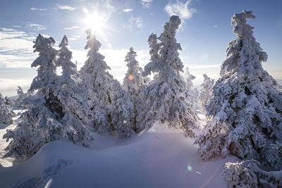 Snow covered trees against sky