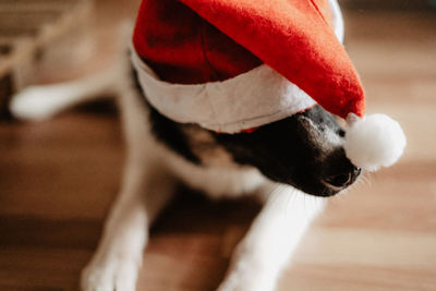 Close-up of dog wearing christmas  hat