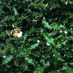 Full frame shot of green leaves