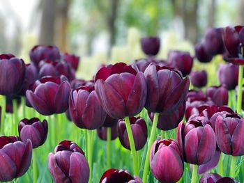 Close-up of tulips