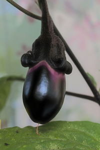 Close-up of strawberry hanging on plant
