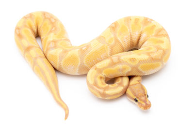 Close-up of lizard on white background