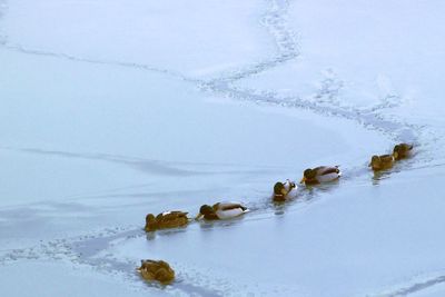 Close-up of ducks in lake during winter