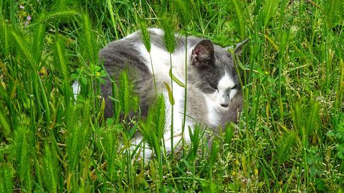Cat in a field
