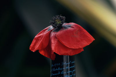 Close-up of red flower