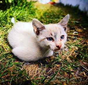 Close-up portrait of kitten on field