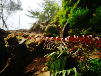 Close-up of fern leaves on field