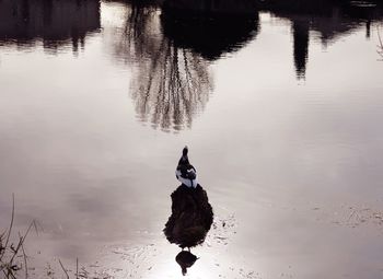 Swan swimming in lake